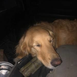 Meet your Posher, Trin